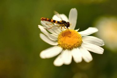 Bir arı, bahçedeki bir çiçekten polen toplar. makro fotoğrafçılık.