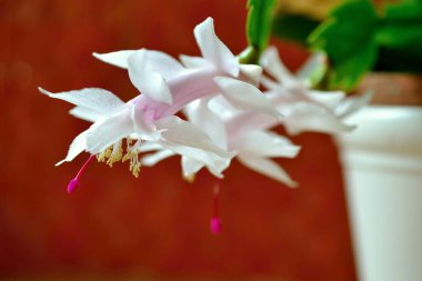 Güneşli bir günde bahçede büyüyen güzel çiçekler.