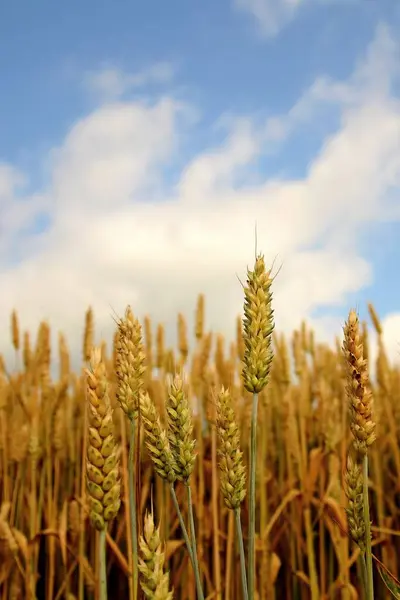 Поле Пшениці Сільській Місцевості — стокове фото