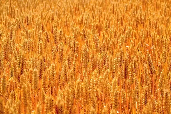 Yazın Buğday Tarlası — Stok fotoğraf