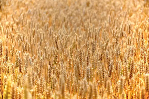 Buğday Tarlasında Buğday Kulakları — Stok fotoğraf