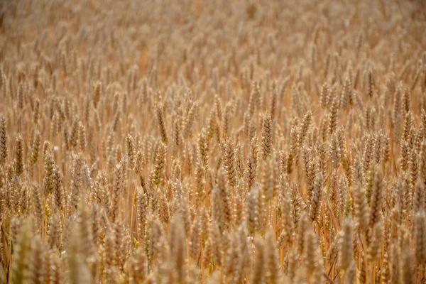 Olgun Buğday Tarlasına Yakın — Stok fotoğraf