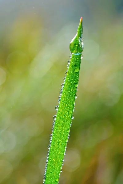 Зеленое Растение Саду — стоковое фото