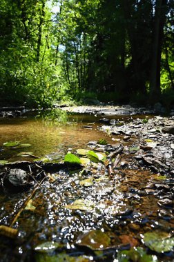 Orman ve güneşli güzel bir doğa. Yeşil arkaplan - çevre ve peyzaj konsepti. Küçük bir nehirde temiz su. Rikonin - Libochovka - Çek.