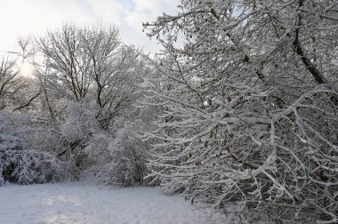 Güzel karlı bir manzara. Kış doğası - mevsimsel kavram.