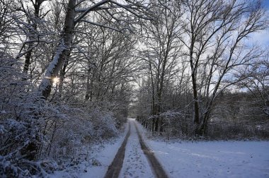 Ağaçlı, karlı bir yol. Kışın karda tehlikeli araba kullanmak. Trafik ve kötü hava kavramı.