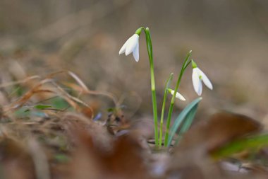 Kardelen çiçek bahar. Güzel günbatımında kurtçukları çiçek açmış. Hassas kardelen çiçek bahar sembolleri biridir. (Amaryllidaceae - Galanthus nivalis)