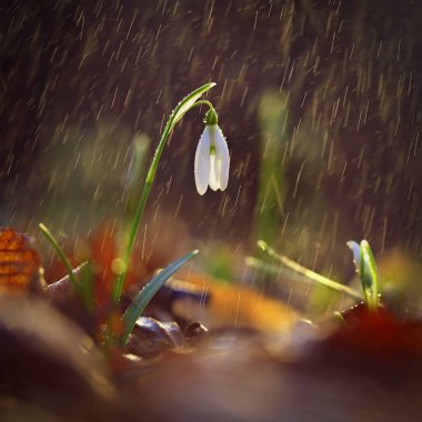 Kardelen çiçek bahar. Güzel günbatımında kurtçukları çiçek açmış. Hassas kardelen çiçek bahar sembolleri biridir. (Amaryllidaceae - Galanthus nivalis)