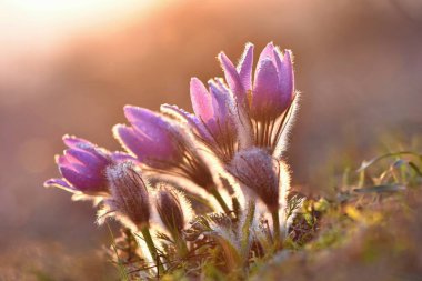 Çayırdaki çiçeklerle bahar arkaplanı. Pasque Çiçeği (Pulsatilla grandis)