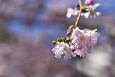 Bahar çiçekleri. Çiçek açan güzel bir ağaç dalı. Kiraz - Sakura ve güneş doğal renklerde.