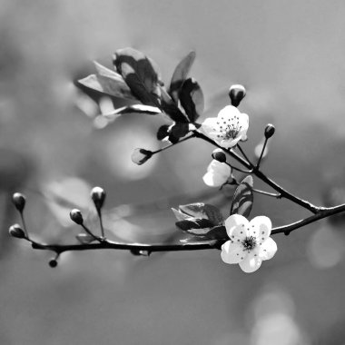 İlkbahar - güzel çiçek açan Japon kirazı - Sakura. Bir bahar günü çiçekli arka plan.