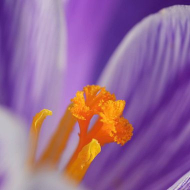 Bahar çiçekleri. Güneşli çayır üzerindeki güzel renkli ilk çiçekler. Crocus Romance Sarı - Crocus Chrysanthus - Crocus tommasinianus - Crocus Tommasini.