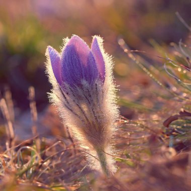 Günbatımında bir çayır üzerinde güzel mor çiçekler. Güzel doğal renkli arka plan. Pasque çiçek (Pulsatilla grandis)