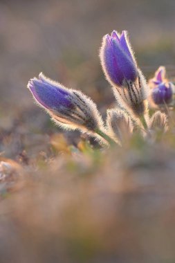 Bahar çiçekleri. Çok güzel çiçek açan pask çiçekleri ve doğal renklerde bir arka planı olan güneş. (Pulsatilla grandis)