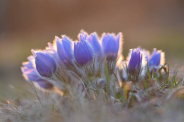 Bahar çiçekleri. Çok güzel çiçek açan pask çiçekleri ve doğal renklerde bir arka planı olan güneş. (Pulsatilla grandis)