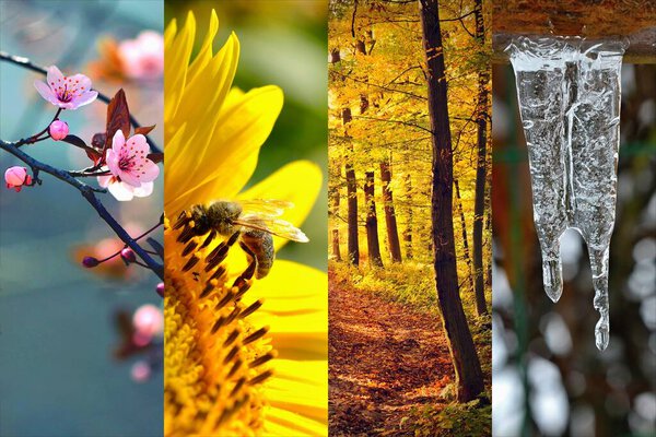 Four seasons collage: Spring, Summer, Autumn, Winter.