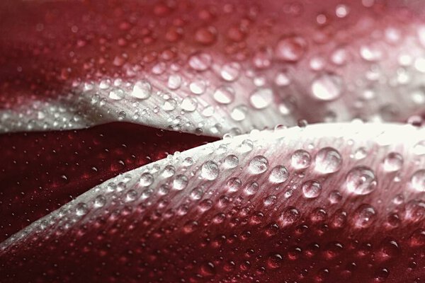 Весна фон с цветами. Красивый красочный тюльпан в солнечный день. Фотография природы в весеннее время.