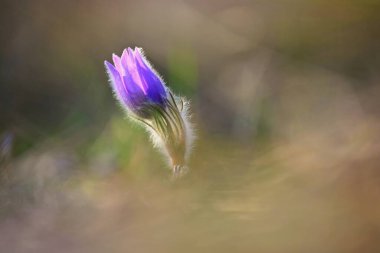 Çiçekli bahar arkaplanı. Baharda gün batımında güzel doğa. Pasque çiçeği (Pulsatilla grandis)