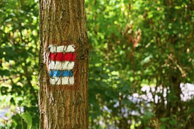 Tourist sign on a tree. Unique color marking of tourist routes in the Czech Republic. clipart