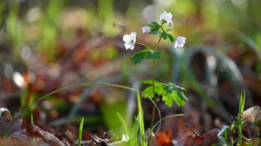 Bahar arka planı. Doğadaki güzel beyaz çiçekler. Ormanda küçük bir bitki (Isopyrum thalictroides)