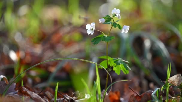 Весенний Фон Маленькие Белые Цветы Природе Маленькое Растение Лесу Isopyrum Стоковое Видео