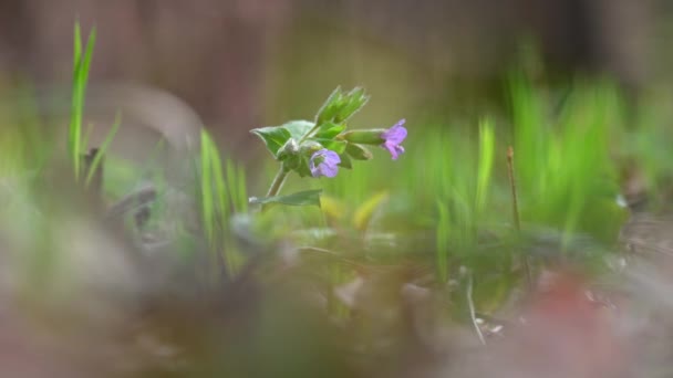 Schöne Lila Frühlingsblumen Mit Farbenfrohen Natürlichen Hintergrund Frühling Gras Lungenkraut Lizenzfreies Stock-Filmmaterial