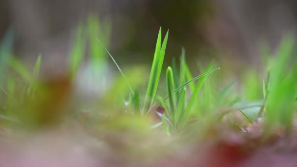 Schöne Natur Hintergrund Mit Gras Wald Und Leichtem Wind Frühlingslandschaft Stockvideo