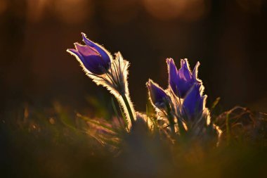 İlkbaharda güzel, mor bir çiçek. Çayırda bahar zamanı için çok güzel bir arka plan. Pasqueflower çiçeği (Pulsatilla grandis)