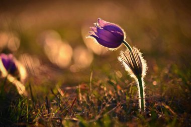 Bahar çiçekleri. Çok güzel çiçek açan pask çiçekleri ve doğal renklerde bir arka planı olan güneş. (Pulsatilla grandis)