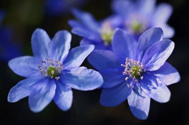Spring flower. Beautiful blooming first small flowers in the forest. Hepatica. (Hepatica nobilis) clipart