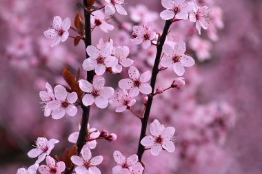 İlkbahar - güzel çiçek açan Japon kirazı - Sakura. Bir bahar günü çiçekli arka plan.