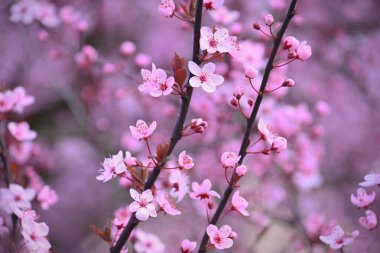 İlkbahar - güzel çiçek açan Japon kirazı - Sakura. Bir bahar günü çiçekli arka plan.