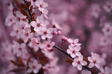 İlkbahar - güzel çiçek açan Japon kirazı - Sakura. Bir bahar günü çiçekli arka plan.