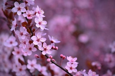 Bahar arka planı. Güzel renkli çiçek açan bahar ağacı. Japon kirazı, Sakura. Doğa arkaplanı.