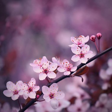 Bahar arka planı. Güzel renkli çiçek açan bahar ağacı. Japon kirazı, Sakura. Doğa arkaplanı.