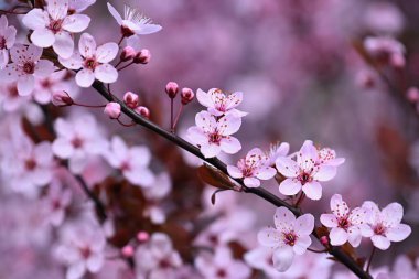 Bahar arka planı. Güzel renkli çiçek açan bahar ağacı. Japon kirazı, Sakura. Doğa arkaplanı.