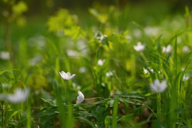 Ormanda küçük güzel bir bahar çiçeği. (Anemonoides nemorosa) Doğada bahar zamanı