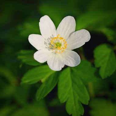 Ormanda küçük güzel bir bahar çiçeği. (Anemonoides nemorosa) Doğada bahar zamanı