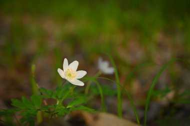Beautiful little spring flower in the forest. (Anemonoides nemorosa) Spring time in nature clipart