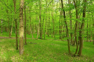 Arkasında ağaçlar olan güzel yeşil orman. Doğa ve çevre kavramı. Orman manzarasında ilkbahar.