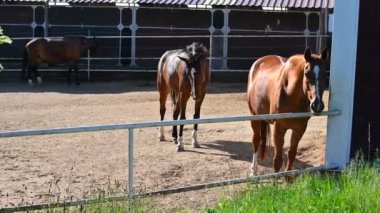 Otlakta otlayan atlar