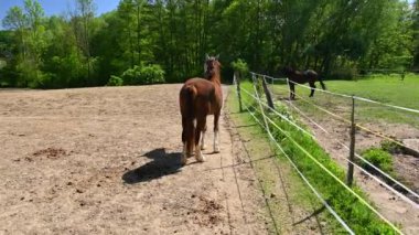 Genç kahverengi at yeşil çayırda.