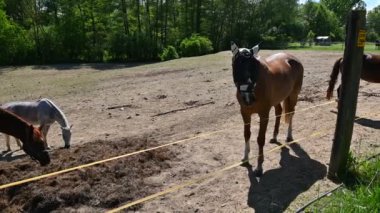 Çiftlikteki bir çayırda otlayan atlar.