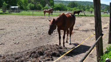 Kahverengi ve kahverengi at otlakta