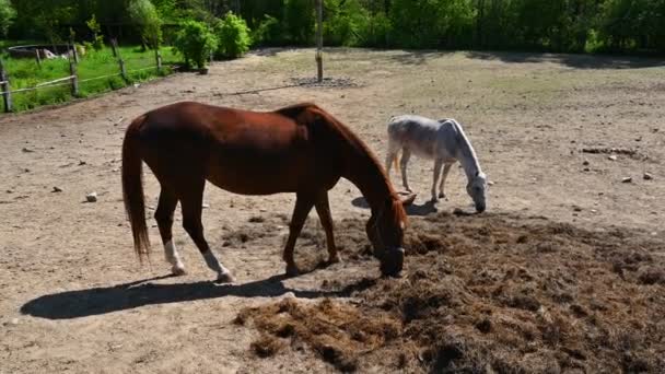 Chevaux dans un pâturage