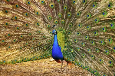 Beautiful colorful peacock bird. Concept for animals and nature. (Pavo cristatus) clipart