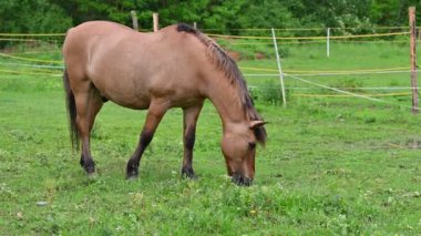 Köyde çayırda otlayan bir at.