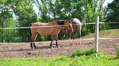 Çiftlikteki güzel bir at manzarası.