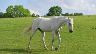 Yeşil çimlerin üzerinde güzel atlar güneşli bir bahar gününde doğadaki bir çayırda otluyorlar. Hayvanlar ve çiftlik kavramı.