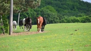 Yeşil çimlerin üzerinde güzel atlar güneşli bir bahar gününde doğadaki bir çayırda otluyorlar. Hayvanlar ve çiftlik kavramı.